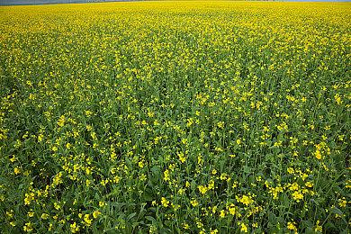 《机动战士高达：激战任务2》下载量突破500万 官方举办感谢活动